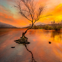 Buy canvas prints of Llanberis Lake Lone Tree Snowdonia by Adrian Evans