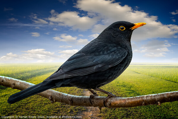 Mr Blackbird UK Picture Board by Adrian Evans