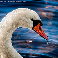 Buy canvas prints of White Swan by Adrian Evans