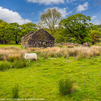 Buy canvas prints of Welsh Cottage and Sheep by Adrian Evans