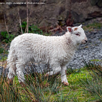 Buy canvas prints of Welsh lamb by Adrian Evans