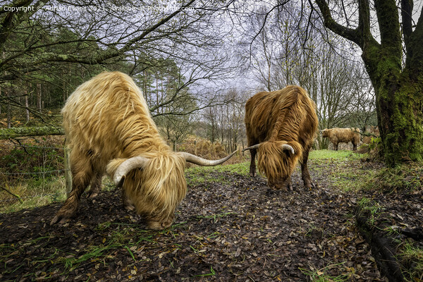 Highland Cows Picture Board by Adrian Evans