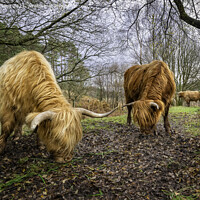 Buy canvas prints of Highland Cows by Adrian Evans