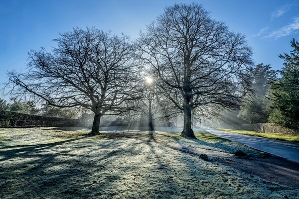 A bright Winters morning on the Sandringham estate Picture Board by Gary Pearson