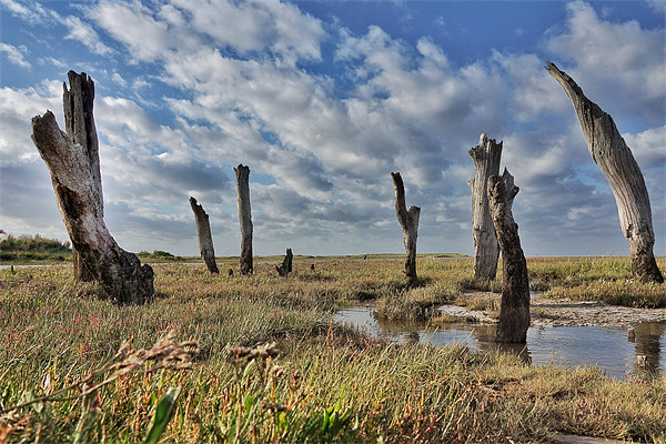 Old wooden posts Thornham marsh Picture Board by Gary Pearson