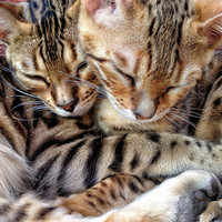 Buy canvas prints of Sleeping Bengals by Gary Pearson