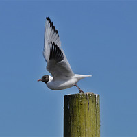 Buy canvas prints of Take off! by Gary Pearson