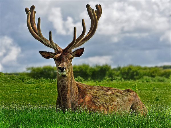 Stag deer in Norfolk Picture Board by Gary Pearson