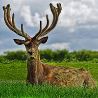 Buy canvas prints of Stag deer in Norfolk by Gary Pearson