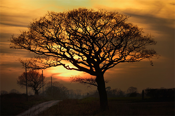 Setting behind the naked trees Picture Board by Gary Pearson