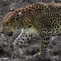 Buy canvas prints of Leopard selective colour edit by Gary Pearson