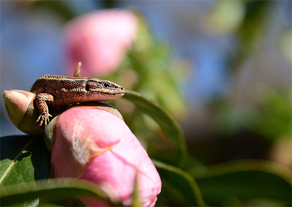 Common Lizard on a Camellia Picture Board by Gary Pearson