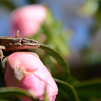 Buy canvas prints of Common Lizard on a Camellia by Gary Pearson