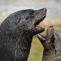 Buy canvas prints of Flirting sea lions by Gary Pearson