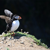 Buy canvas prints of Puffin stretching its wings by Gary Pearson