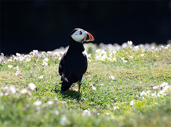 Atlantic Puffin on Skomer Island Picture Board by Gary Pearson