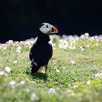 Buy canvas prints of Atlantic Puffin on Skomer Island by Gary Pearson