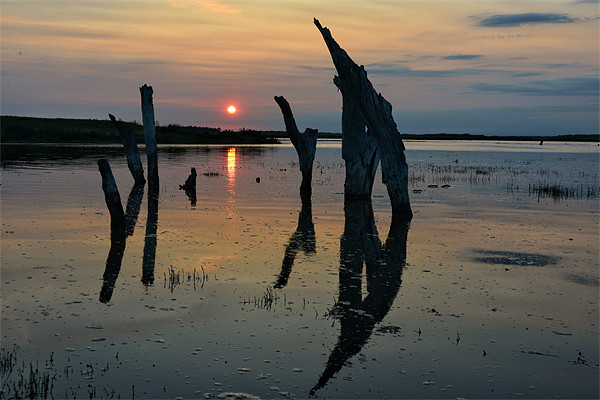 High tide over Thornham marsh Picture Board by Gary Pearson