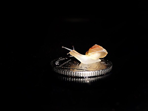 Snail on a 10p coin Picture Board by Gary Pearson