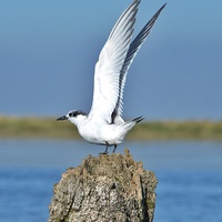 Buy canvas prints of Sandwich Tern stretching its wings by Gary Pearson