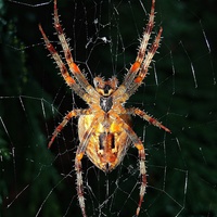 Buy canvas prints of A Halloween spider by Gary Pearson