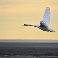 Buy canvas prints of Swan in flight by Gary Pearson
