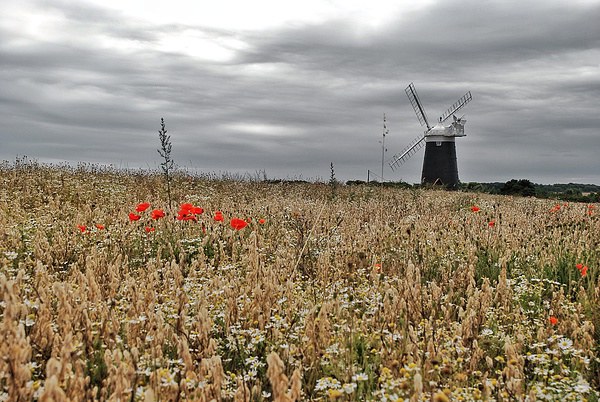 Burnham Overy Windmill Picture Board by Gary Pearson