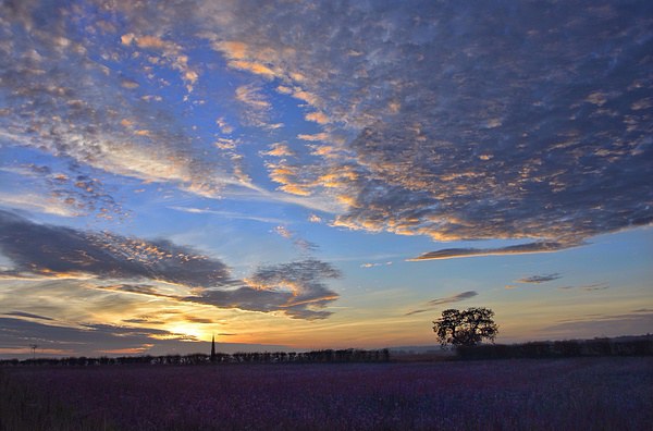 Sunset over a field of flowers Picture Board by Gary Pearson