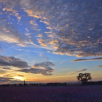 Buy canvas prints of Sunset over a field of flowers by Gary Pearson