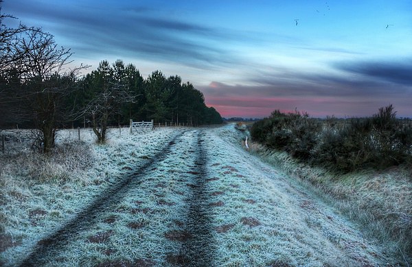Early morning frost in Norfolk Picture Board by Gary Pearson