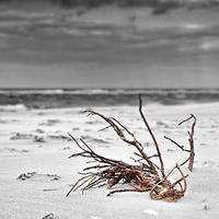 Buy canvas prints of  Washed up on the beach by Gary Pearson