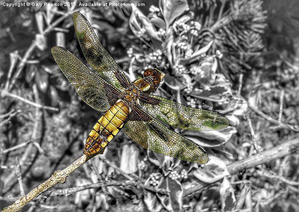 A female broad bodied chaser dragonfly  Picture Board by Gary Pearson