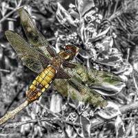 Buy canvas prints of A female broad bodied chaser dragonfly  by Gary Pearson