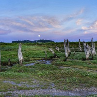 Buy canvas prints of A setting moon over the old wooden stumps at Thorn by Gary Pearson