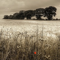 Buy canvas prints of A single poppy by Gary Pearson
