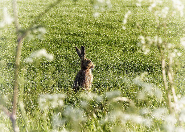  Hare on a sunny Spring day Picture Board by Gary Pearson