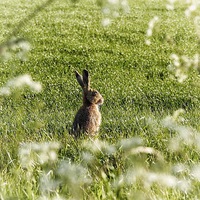 Buy canvas prints of  Hare on a sunny Spring day by Gary Pearson