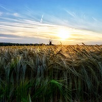 Buy canvas prints of Fields of Barley and Burnham Overy mill by Gary Pearson
