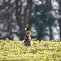 Buy canvas prints of An elderly hare basking in the sunshine.  by Gary Pearson
