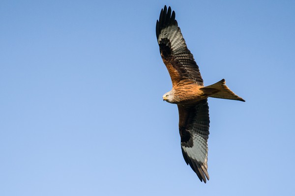 A red kite in search of a meal Picture Board by Gary Pearson