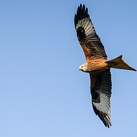 Buy canvas prints of A red kite in search of a meal by Gary Pearson
