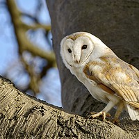Buy canvas prints of Barn owl surveying the countryside  by Gary Pearson