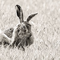 Buy canvas prints of Scratching hare by Gary Pearson