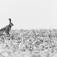 Buy canvas prints of Hare black and white by Gary Pearson