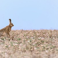 Buy canvas prints of Resting hare  by Gary Pearson