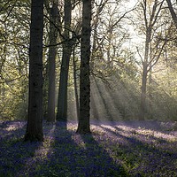 Buy canvas prints of Dawn in the bluebell woods 1 by Gary Pearson