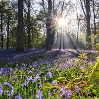 Buy canvas prints of Dawn in the bluebell woods 2 by Gary Pearson