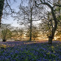 Buy canvas prints of Dawn in the bluebell woods 3 by Gary Pearson