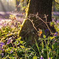 Buy canvas prints of Dawn in the bluebell woods 4 by Gary Pearson