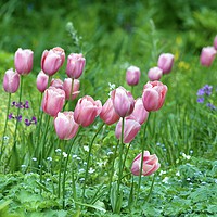 Buy canvas prints of Pink Tulips 1  by Gary Pearson